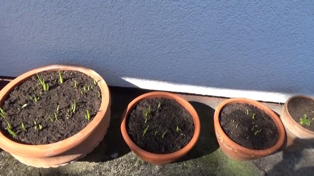 Картошка кораблики, стоячии герании! ? Potato boats, standing geraniums!