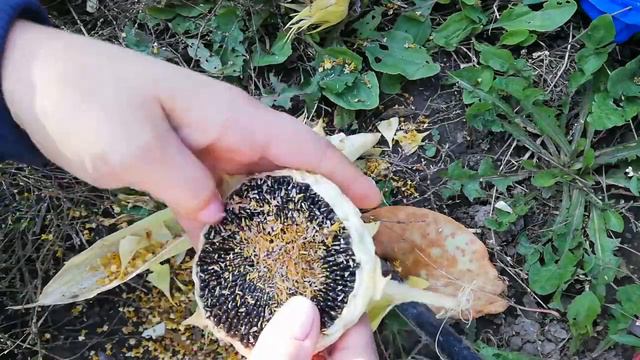 Подсолнух. Как приятно его чистить. смотреть онлайн
