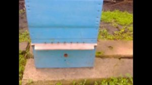 Зимний облёт пчёл! Нормально ли это и какие возможные последствия? Проявления Глобального потеплени