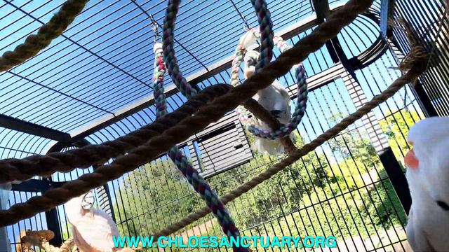 How to Cope With a Crazy Parrot | Ep.115: My Killer Cockatoo | Cockatude: Cockatoos with Attitude смотреть онлайн