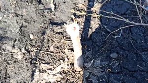 Весенняя прививка персика.