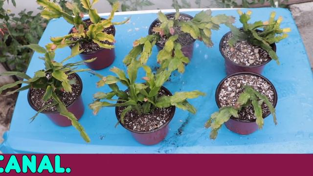 SUPER TRUCO PARA LOGRAR FLORACION EN CACTUS NAVIDEÑO || MUY FACIL смотреть онлайн