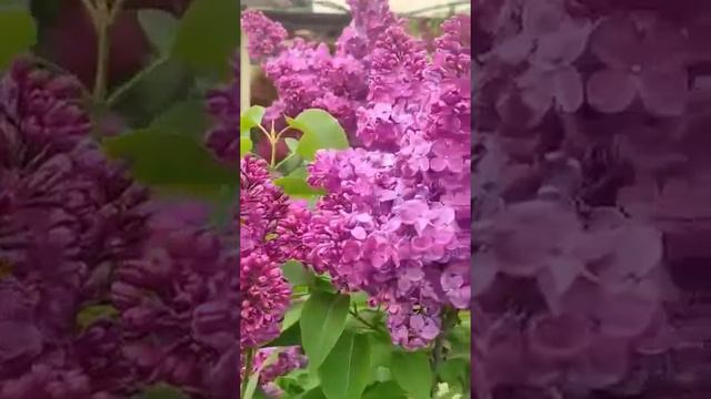 КОГДА ЦВЕЛА СИРЕНЬ. смотреть онлайн