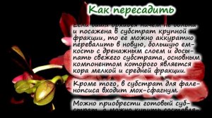Фаленопсис ? в домашних условиях | полив, подкормка, пересадка. Фаленопсис после цветения.