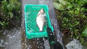 Чистим рыбу ( леща ) мойкой высокого давления (Керхер)