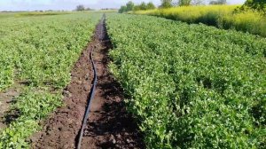 Горох "Оскар" наливает стручок. Производим полив методом дождевания