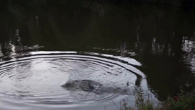 Рыбалка в Коротыгино смотреть онлайн