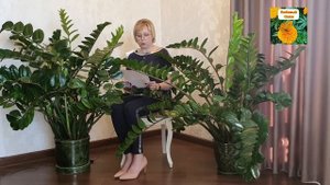 ЗАМИОКУЛЬКАС. ОТВЕТЫ НА САМЫЕ АКТУАЛЬНЫЕ ВОПРОСЫ.