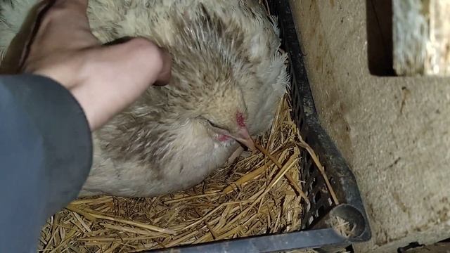 ОТДАЛ КВОЧКЕ ПРОКЛЮНУТЫЕ ЯЙЦА ИЗ ИНКУБАТОРА / КВОЧКА И ЦЫПЛЯТА / ВЫВОД ПОД КУРОЧКОЙ