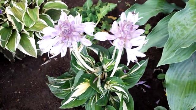 #хоста #Стинг / Цветы хосты Стинг ( лат. hosta Sting)