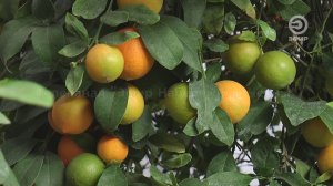 ПУТЕШЕСТВИЕ В СТРАНУ ЛИМОНИЮ!