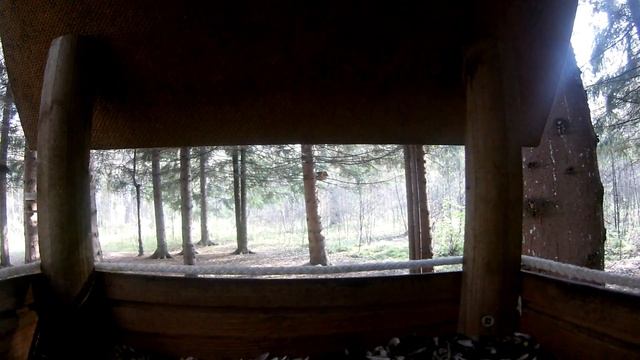 Поползень обыкновенный. Поползень клюет семечки в кормушке. Птицы Новосибирска. смотреть онлайн