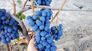 Виноград Страшенский 2020