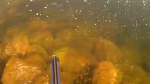 охота на Пиренге 1 сентября