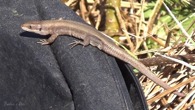 Рыбалка на Красивом ОЗЕРЕ в Мае 2022! Ловля КАРАСЯ на ФЛЭТ метод! смотреть онлайн