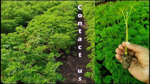 Geranium Cultivation and Extraction смотреть онлайн