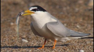 Малая крачка (Sterna albifrons) - Little tern