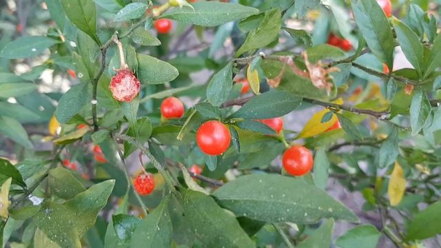 Паслен ложноперечный | Жизнь в Адлере смотреть онлайн