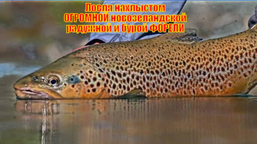 Ловля нахлыстом ОГРОМНОЙ новозеландской радужной и бурой ФОРЕЛИ