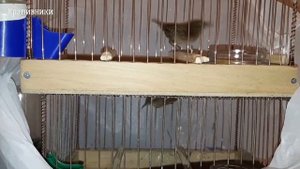 Содержание птиц в домашних условиях (1часть)