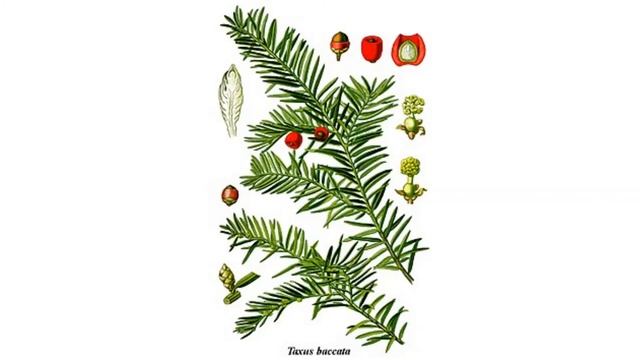 Зачем елке иголки (часть 2) смотреть онлайн