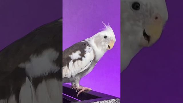 #calopsita #cockatiel #parrot #попугай #birds #животные #корелла #смешныеживотные