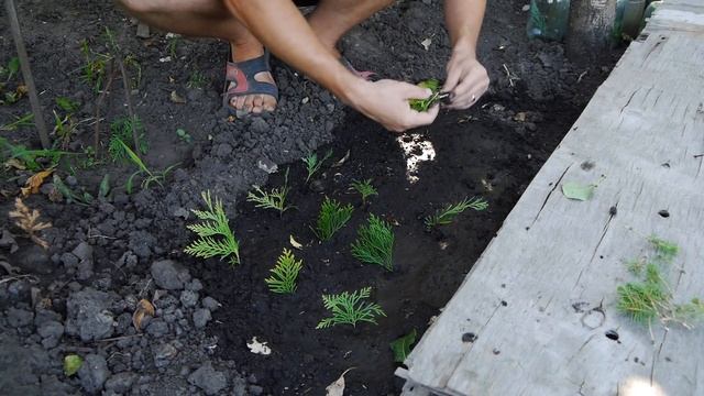 Размножение туи и ели канадской Коника. смотреть онлайн