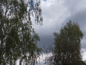 Нас атакуют не только заморозки. Выгоняю медведку, клещей, муравьев. Работа в теплице.