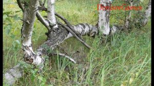 Страшная История - Аномальная зона под КАЗАНЬЮ