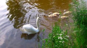 Как шипит лебедь