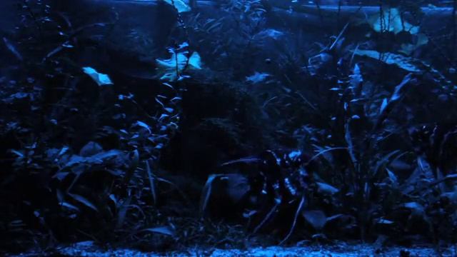 moonlight смотреть онлайн