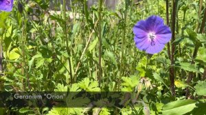 Geranium vs Pelargonium (il falso geranio)