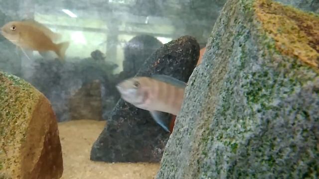 Инкубация икры Metriaclima sp zebra gold ruarwe смотреть онлайн