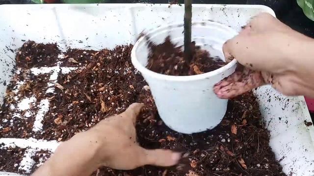 How to propagate Calathea zebrina by divison смотреть онлайн