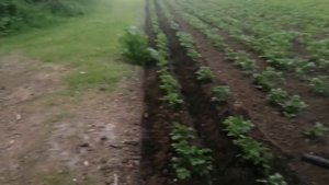 Второе окучивание картофеля мотоблоком Нев