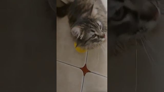 Марик, миска, лапка... Ещё кто-то сомневается, что коты прекрасно понимают человеческую речь? смотреть онлайн