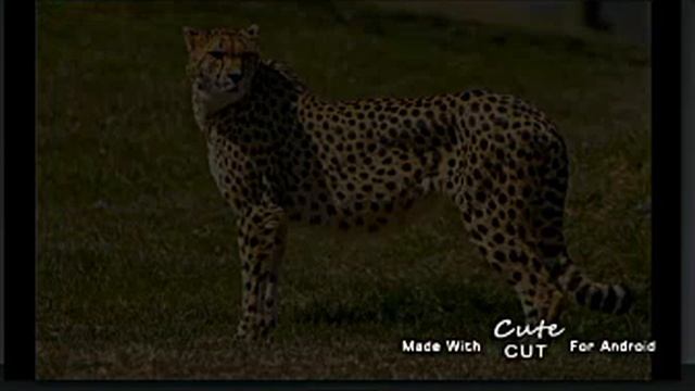 «Три сестры»/Мемы и Анимации Гепарда Лапозвёздной смотреть онлайн