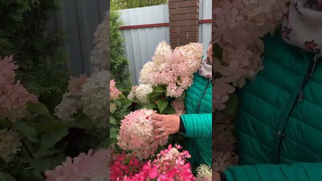 #garden #ландшафтныйдизайн #питомникрастений #nursery #plant #flower #hydrangea #фантом #гортензия