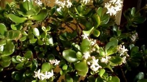 How to get your Jade plant / Money plant to flower  (Crassula ovata )