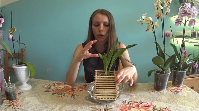 Дракула гигас (Dracula gigas) продолжение видео № 2 (орхидея обезьянка) смотреть онлайн