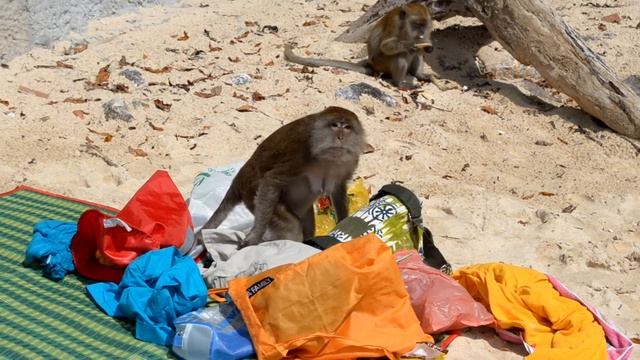 Обезьянки проводят ревизию смотреть онлайн