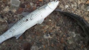 Рыбалка в Сочи. Ловля кефали и камбалы Глоссик на морского червя