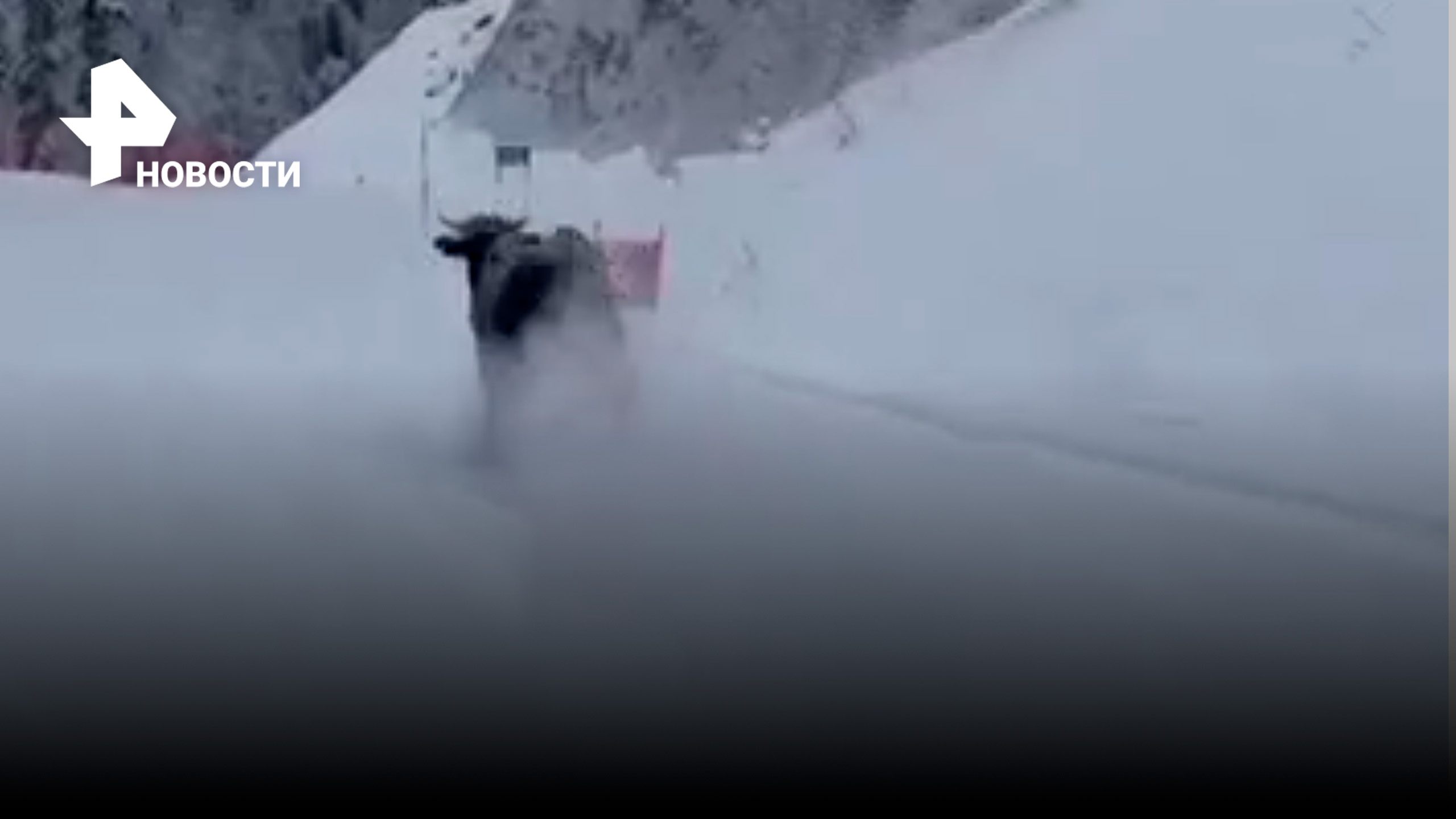 Бык пробежался по лыжной трассе, взрывая снег / РЕН Новости
