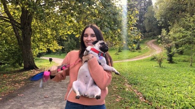 Мопс Лили счастливая как собака