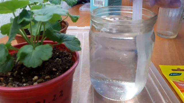 Герань.Удобрение и подготовка к цветению. смотреть онлайн