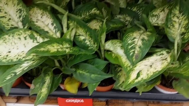 Цветочные новинки в Ашане???!