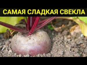 Самая сладкая свекла. Выбираю сорта и гибриды для хранения на зиму