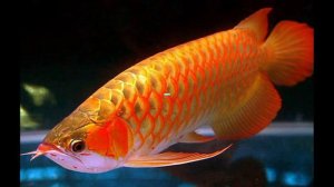 10 Самых Дорогих Животных в Мире