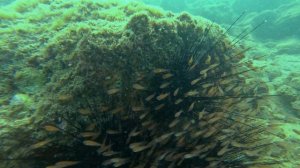 Snoopy Island. Fujairah. UAE