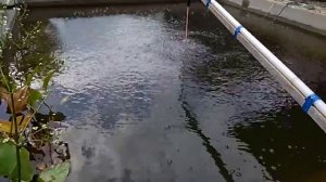 Условия содержания карася в дачном пруду.. #дачныйпруд